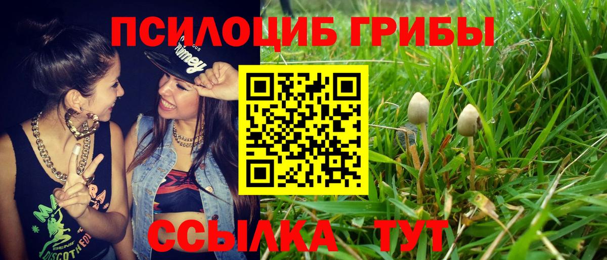 Галлюциногенные грибы Psilocybine cubensis Вольск